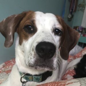 Meet your Posher, Abby